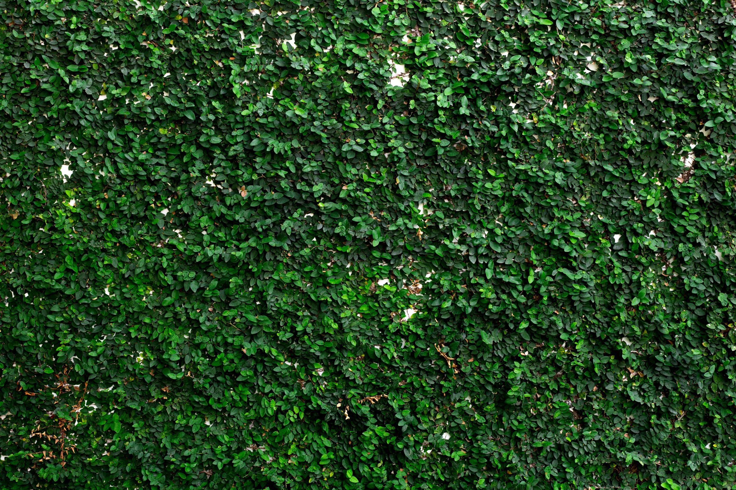PORTFOLIO | Moss Landscaping